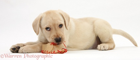 Yellow Labrador pup chewing a rawhide shoe