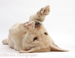 Yellow Labrador pup rolling on her back