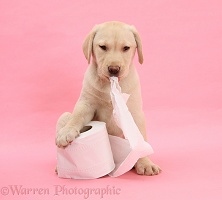 Yellow Labrador Retriever pup with toilet roll