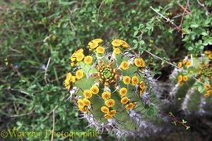 Euphorbia in flower