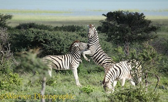 Plains zebras sparring