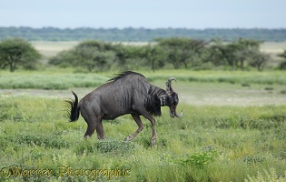 Wildebeest capering