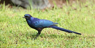 Longtailed starling
