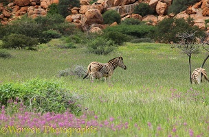 Plains zebra and foal, Spitzkoppe