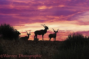 Greater Kudu at sunset