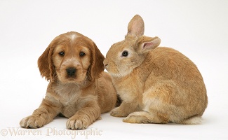 Golden Cocker Spaniel puppy and rabbit