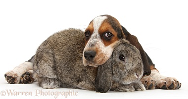 Basset Hound pup with agouti Lop rabbit