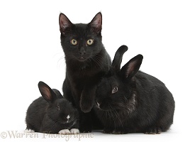 Black cat and black rabbits