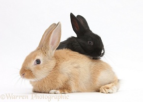 Young black and sandy rabbits