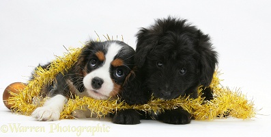 King Charles Spaniel and Sheltie x Poodle pup