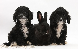 Black Tuxedo Cockapoo pups with black rabbit