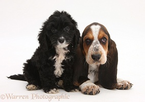 Basset Hound pup with Tuxedo Cockapoo pup
