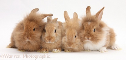 Four assorted Sandy rabbits