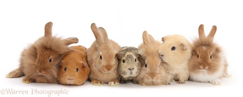 Assorted Sandy rabbits and Guinea pigs