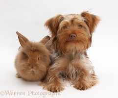 Yorkie x Poodle pup with Sandy Lionhead rabbit