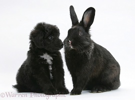 Black Sheltie x Poodle pup with black rabbit