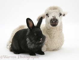 Lamb and black rabbit