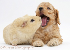 Golden Cockapoo pup with a Guinea pig