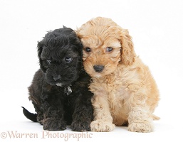 Black and Golden Cockapoo pups, 6 weeks old