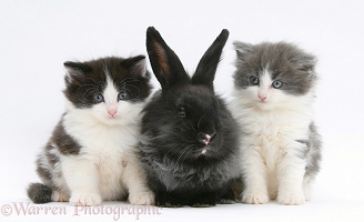 Black Lionhead-cross rabbit with kittens