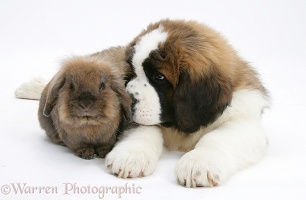 Saint Bernard puppy and rabbit