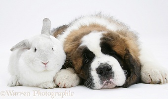 Saint Bernard puppy and white rabbit