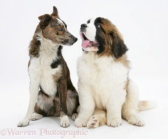 Brindle-and-white mongrel with Saint Bernard puppy