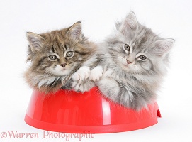 Maine Coon kittens, 8 weeks old, in a plastic food bowl