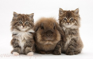 Maine Coon kittens, 7 weeks old, and Lionhead rabbit