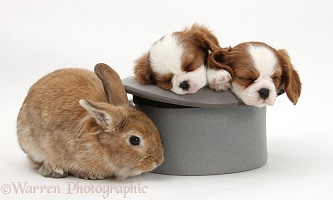 Rabbit with King Charles Spaniel pups in a top hat
