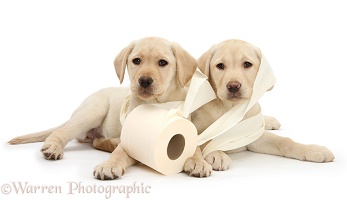 Yellow Labrador Retriever pups with toilet roll