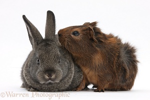 Baby agouti rabbit and baby red-agouti Guinea pig