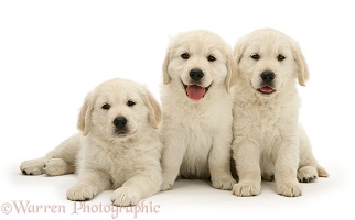 Three Golden Retriever pups