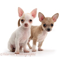 Smooth-haired Chihuahua pups