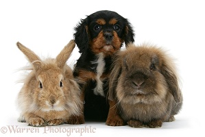 Cavalier King Charles Spaniel pup and rabbits