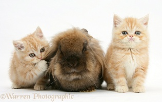Ginger kittens with Lionhead rabbit