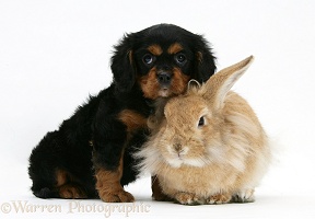 King Charles Spaniel pup and sandy Lionhead rabbit