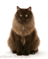 Fluffy dark chocolate Birman-cross cat sitting