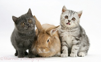 Two kittens and a rabbit