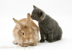 Grey kitten and sandy Lionhead rabbit