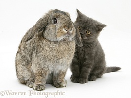 Grey kitten and agouti lop rabbit