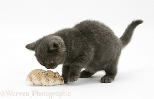 Grey kitten meeting Dwarf Siberian Hamster