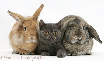 Grey kitten and a rabbits