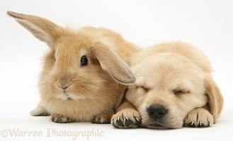 Sleepy Retriever-cross pup and sandy rabbit