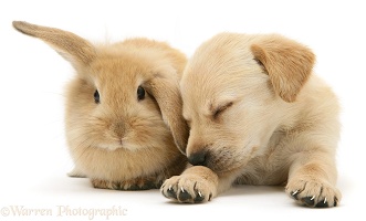 Sleepy Retriever-cross pup and sandy rabbit