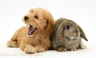 American Cockapoo puppy with Lop rabbit
