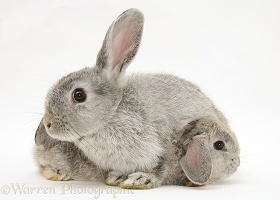 Mother and baby silver rabbits