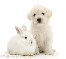 Woodle pup and white rabbit