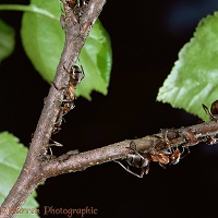 Wood ant workers tending aphids