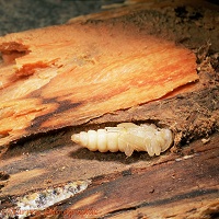 Longhorn beetle pupa in tunnel in dead wood